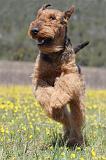 AIREDALE TERRIER 225